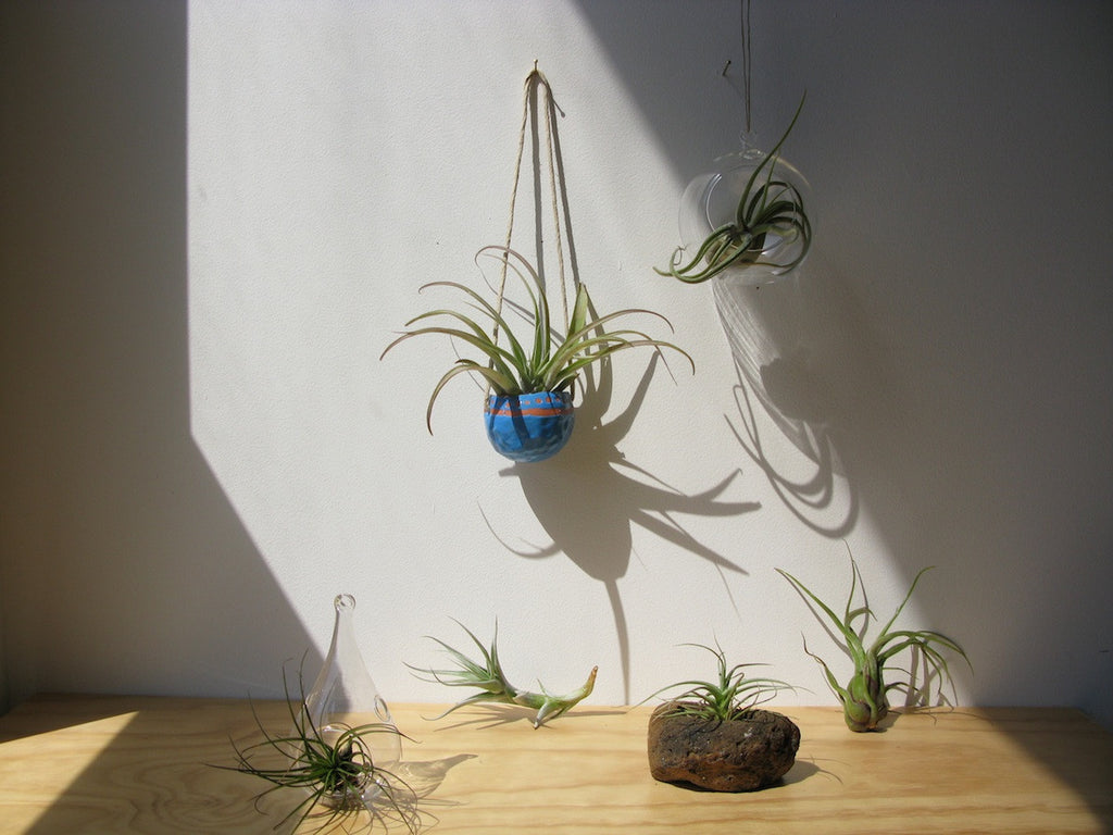 Airplant collection