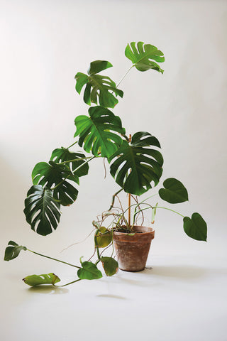 Indoor Green: Living with Plants | Mr Kitly