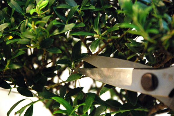 Okatsune 221 Bonsai-Schere – Kurze Ausführung, Präzise Für Formschnitt