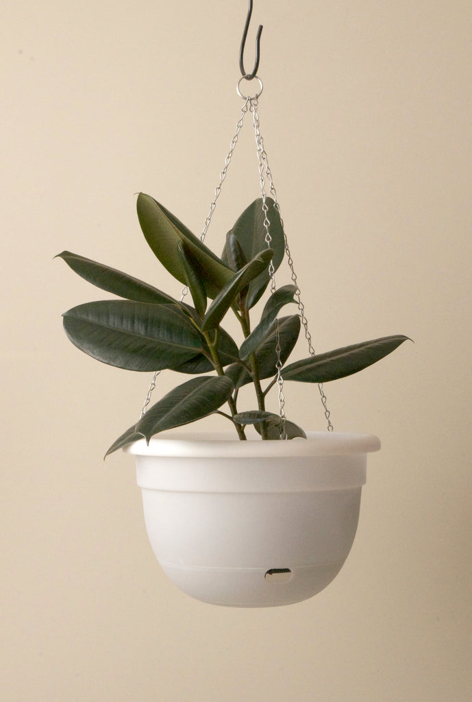 hanging plant pots australia Mr Kitly x Decor Selfwatering Hanging Pot