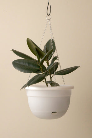 Mr Kitly x Decor Selfwatering Hanging Pot