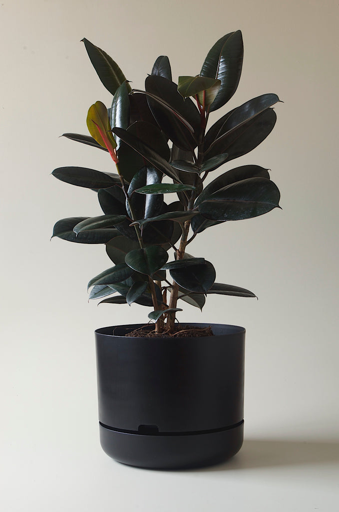 black pot and plant Mr Kitly x Decor Selfwatering Plant Pot 375mm