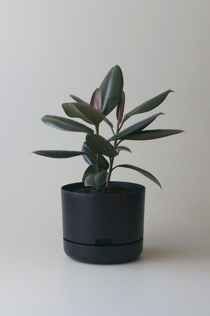 250 litre plant pots Mr Kitly x Decor Selfwatering Plant Pot 250mm