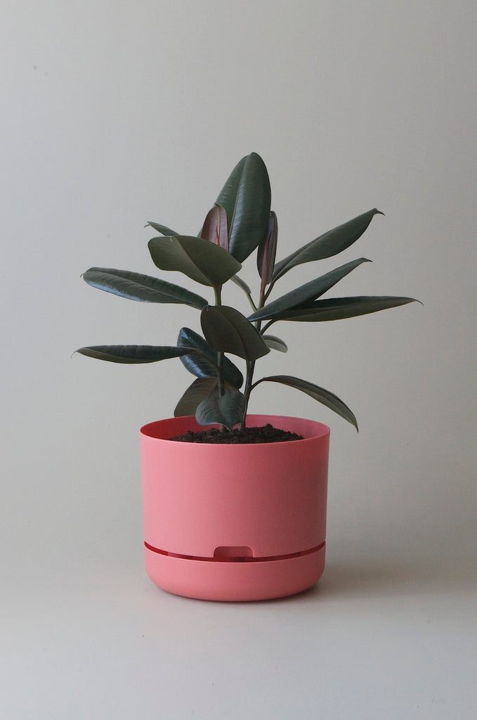 250 litre plant pots Mr Kitly x Decor Selfwatering Plant Pot 250mm