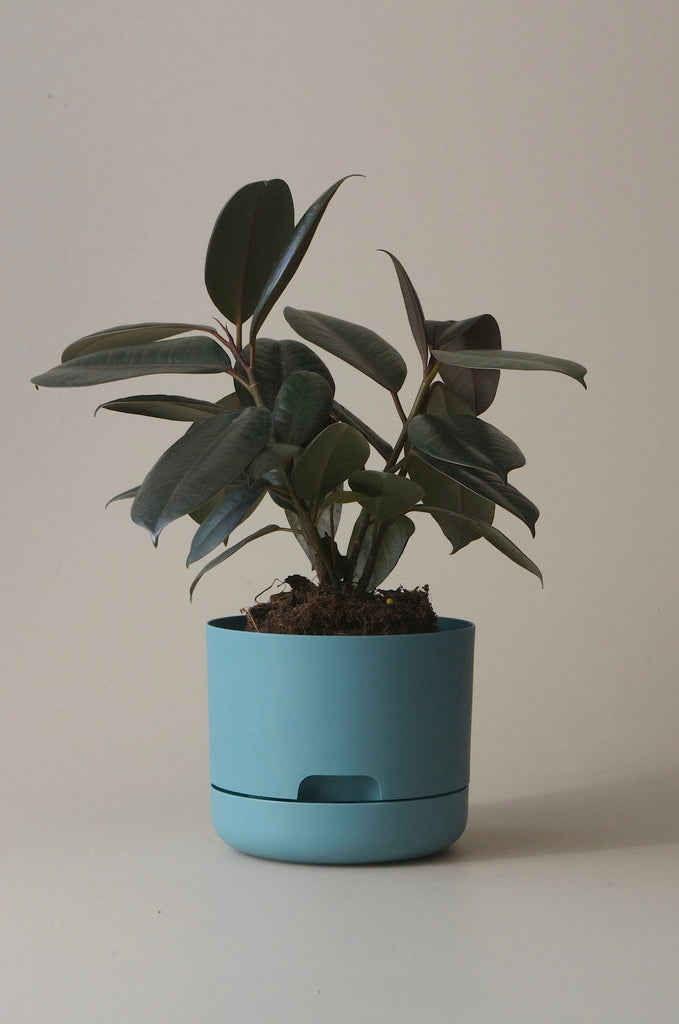 moma self watering planter Mr Kitly x Decor Selfwatering Plant Pot 170mm