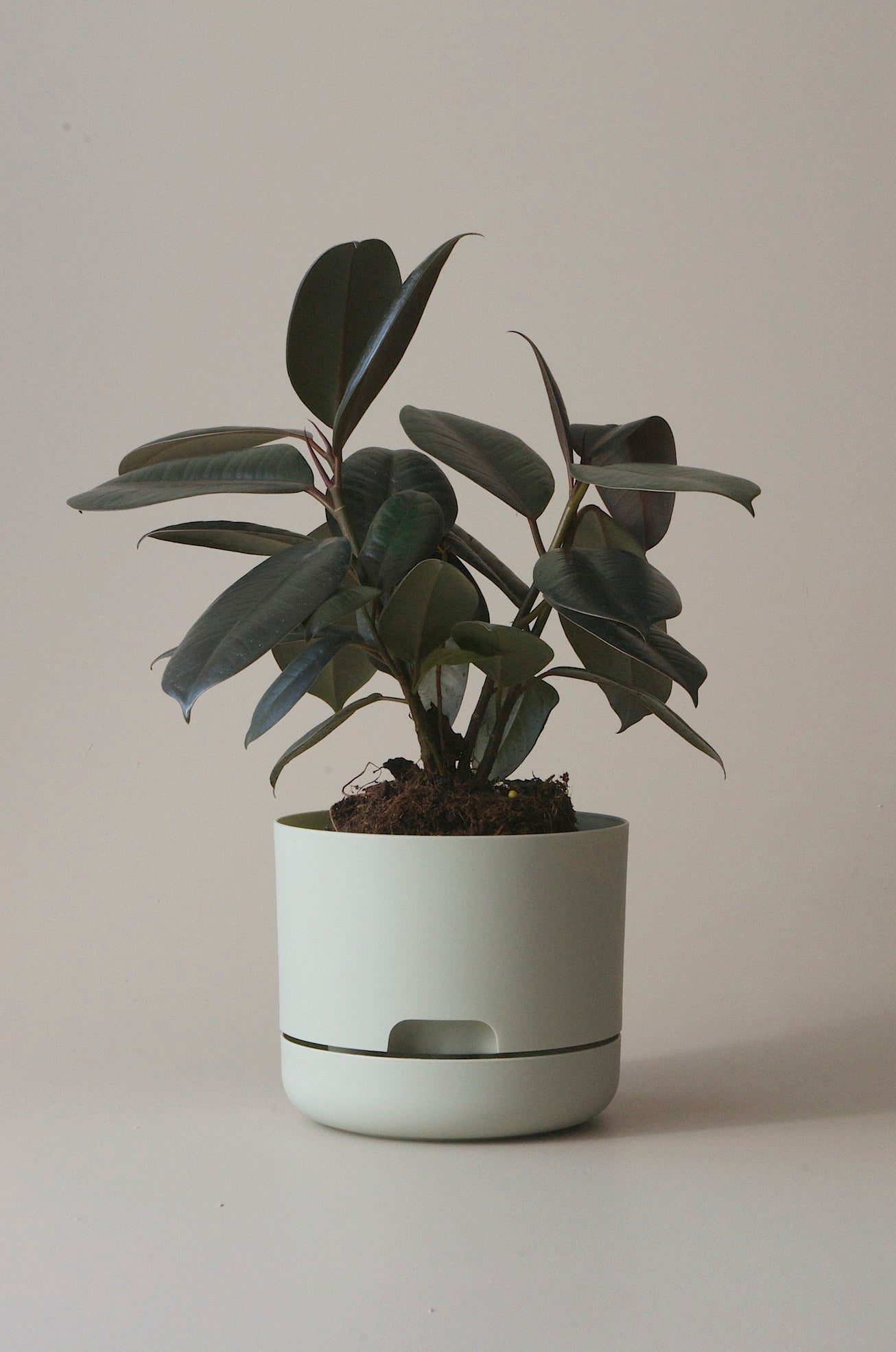 Mr Kitly x Decor Selfwatering Plant Pot 170mm