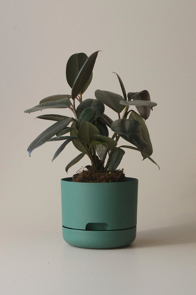 decor pot plants Mr Kitly x Decor Selfwatering Plant Pot 170mm