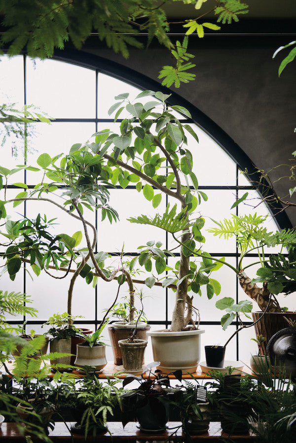 Indoor Green : Living with Plants