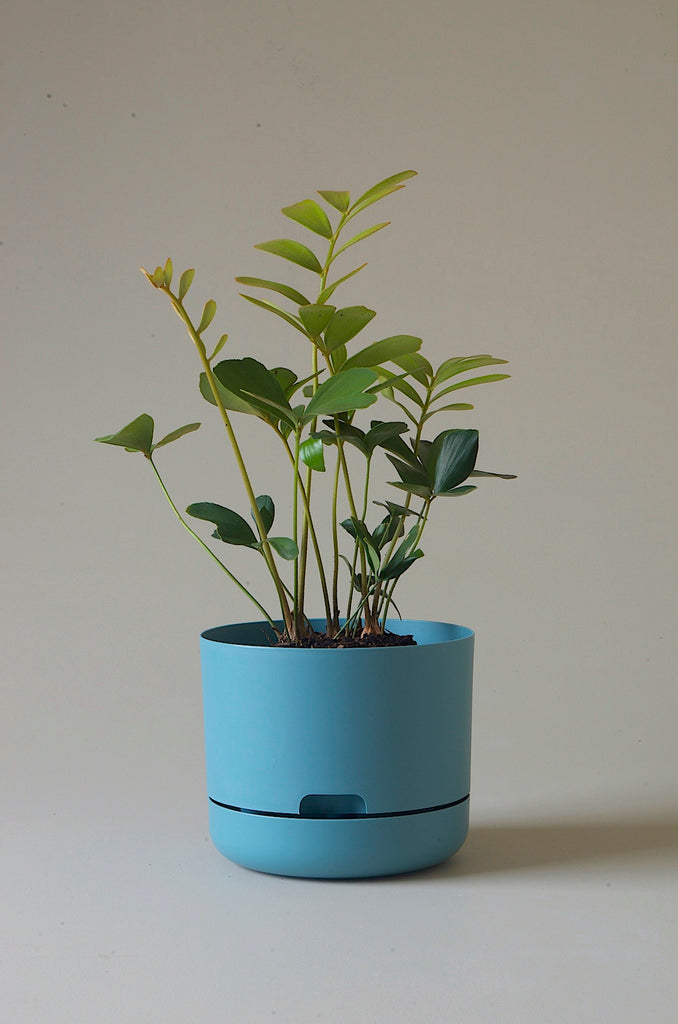 Mr Kitly x Decor Selfwatering Plant Pot 215mm