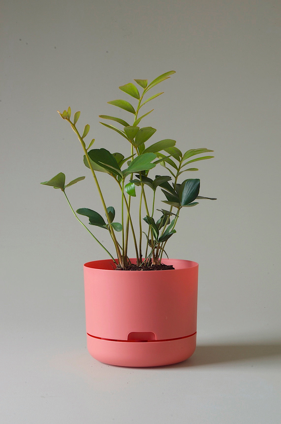 mr kitly self-watering plant pot Mr Kitly x Decor Selfwatering Plant Pot 215mm